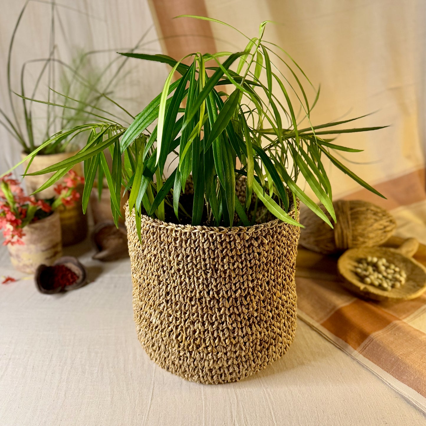 Banana fiber planter with plant demo