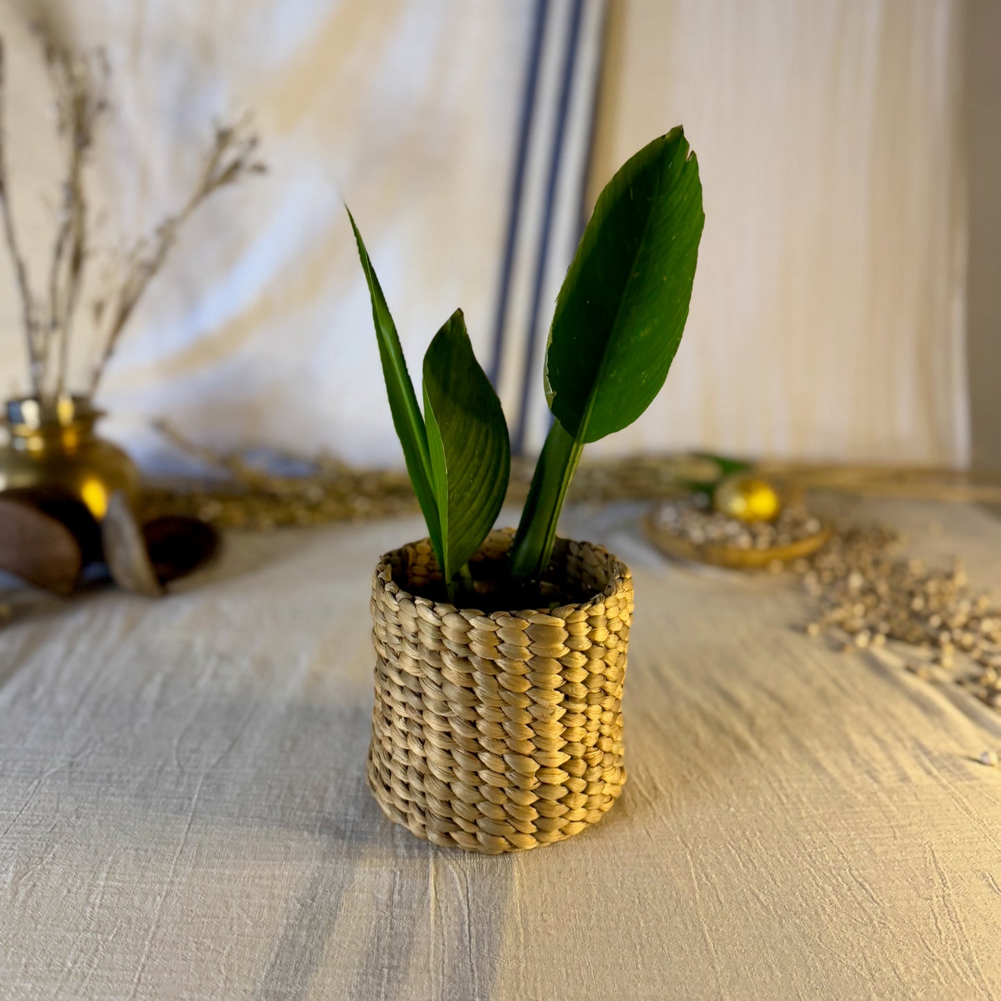 small round basket with plant